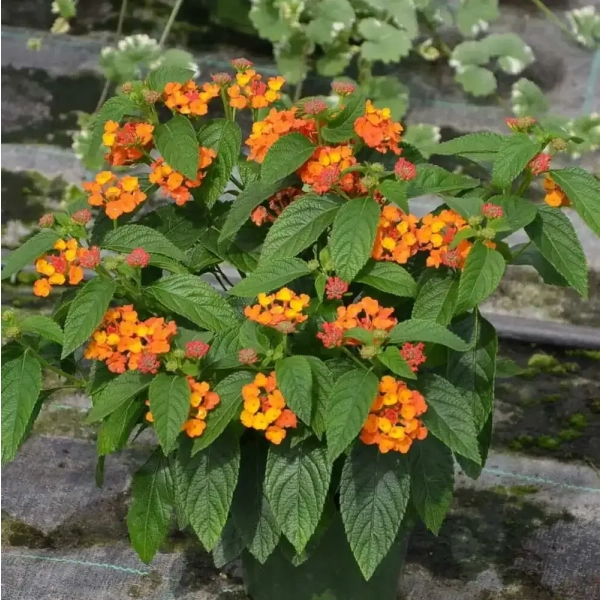 Lantana camara 'Gem™ Ruby' – sadzonka